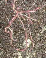 Earthworm castings, Vermi-compost, biosolids